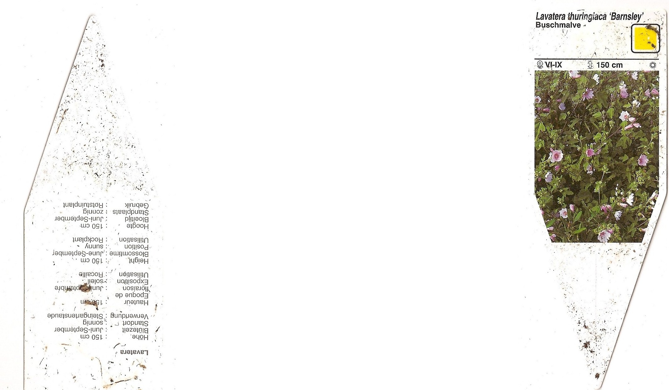 Lavatere Barnsley.jpg